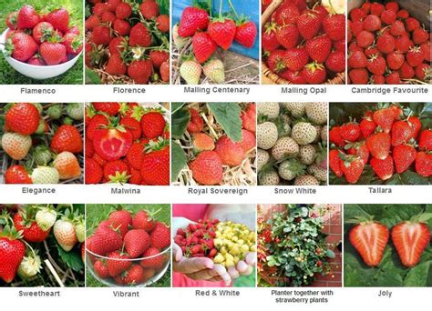 types of strawberries.